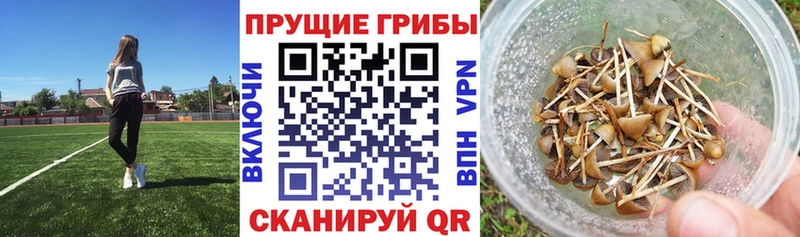 KRAKEN ТОР Макаров Псилоцибиновые грибы Magic Shrooms